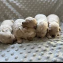 Maltipoo