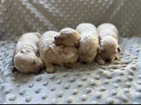 Maltipoo