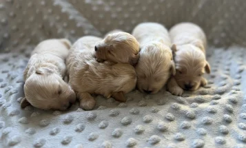 Maltipoo