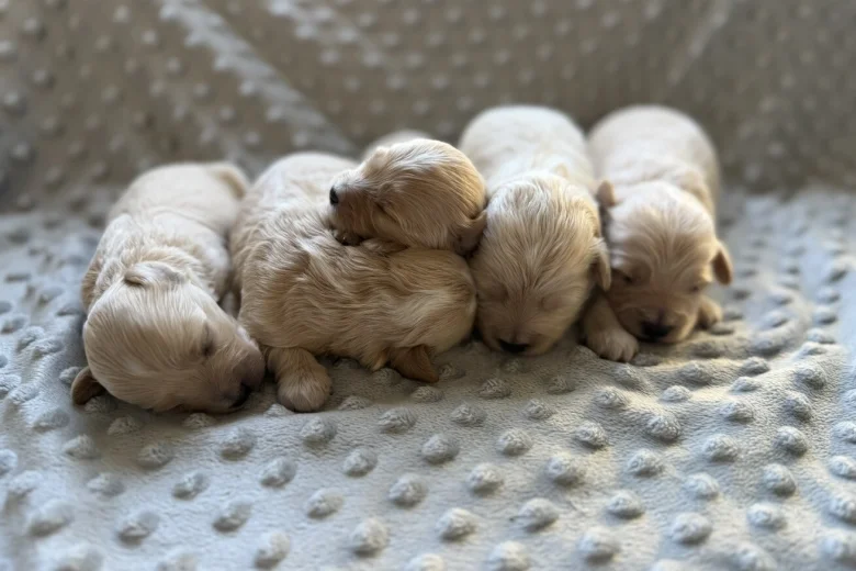 Maltipoo