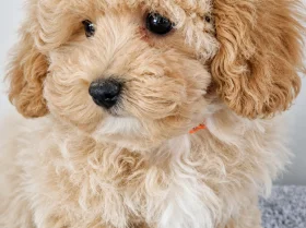 Maltipoo