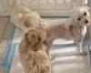 Maltipoo