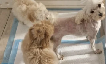 Maltipoo