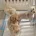 Maltipoo