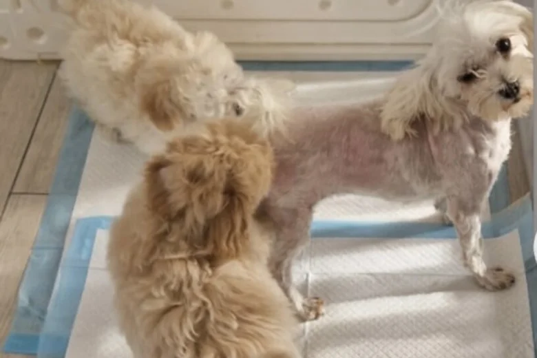 Maltipoo