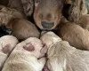 Cockapoo