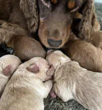 Tinyshires