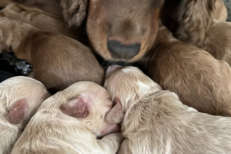 Cockapoo
