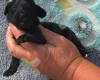 Cockapoo