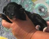 Cockapoo