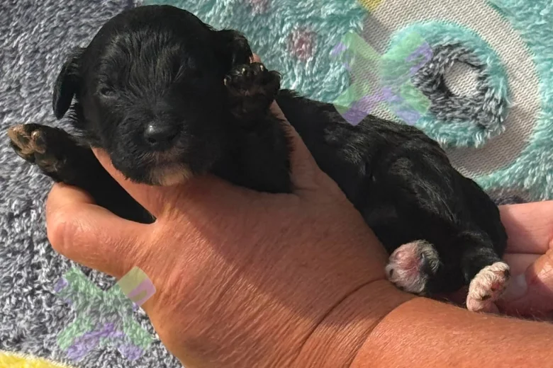 Cockapoo