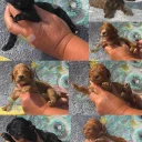 Cockapoo