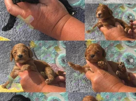 Cockapoo