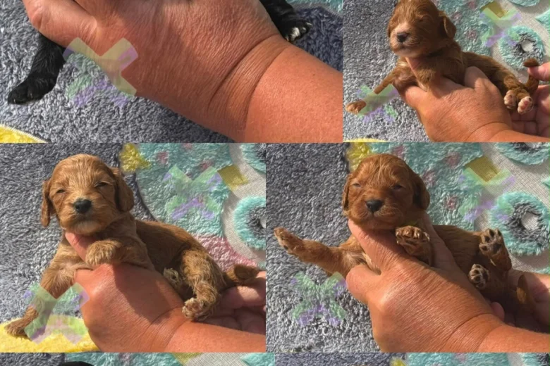 Cockapoo