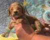 Cockapoo