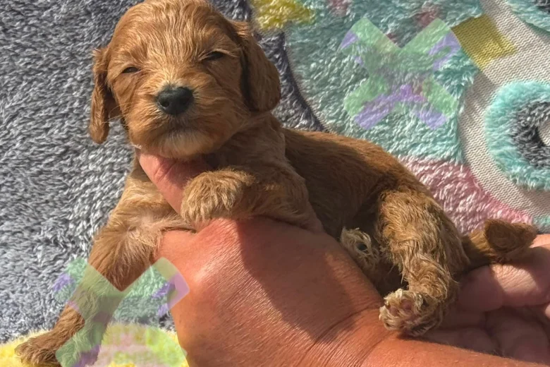 Cockapoo