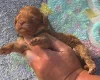 Cockapoo