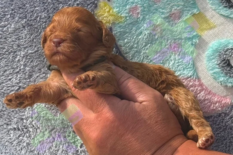 Cockapoo