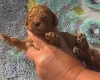 Cockapoo