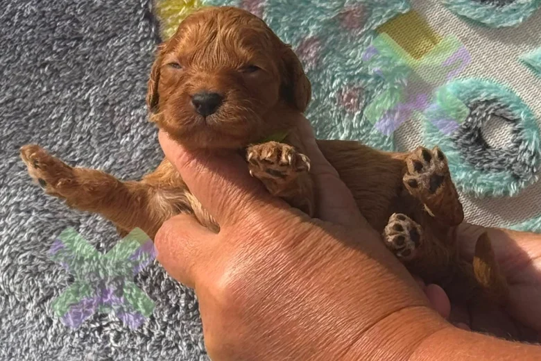 Cockapoo