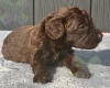 Cockapoo