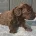 Cockapoo