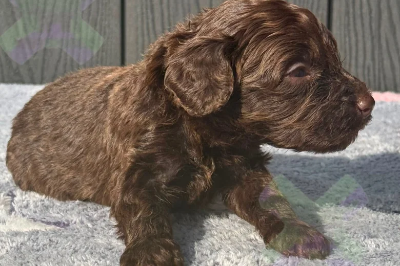 Cockapoo