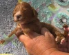 Cockapoo