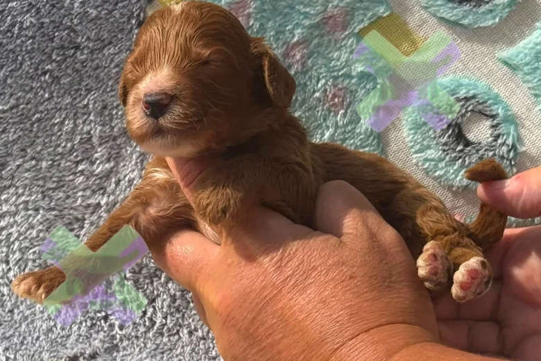 Cockapoo