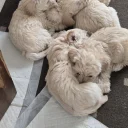 Mixed Breed