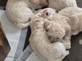 Mixed Breed