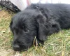 Labradoodle
