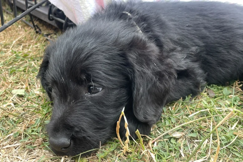 Labradoodle