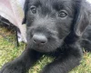 Labradoodle