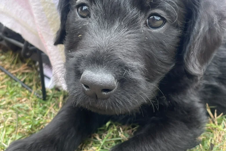 Labradoodle