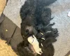 Labradoodle