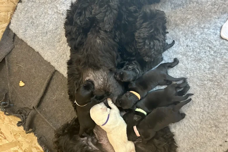 Labradoodle