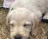 Labradoodle