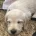 Labradoodle