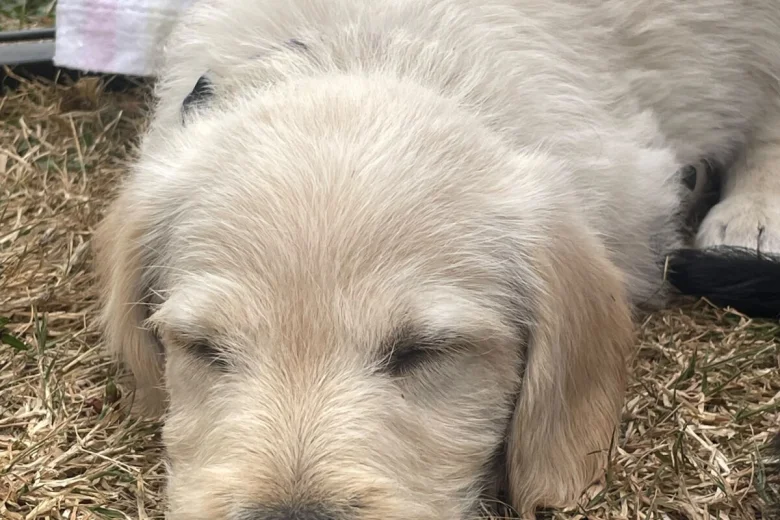 Labradoodle