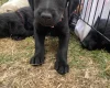 Labradoodle