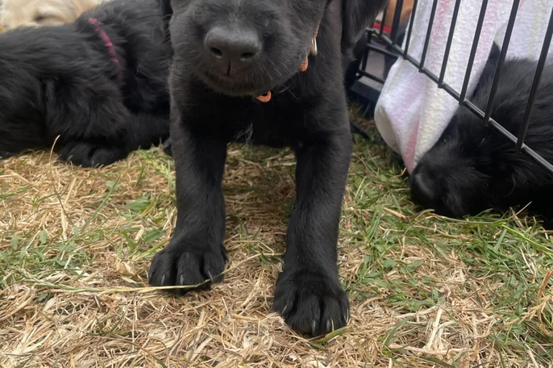 Labradoodle