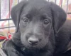 Labradoodle