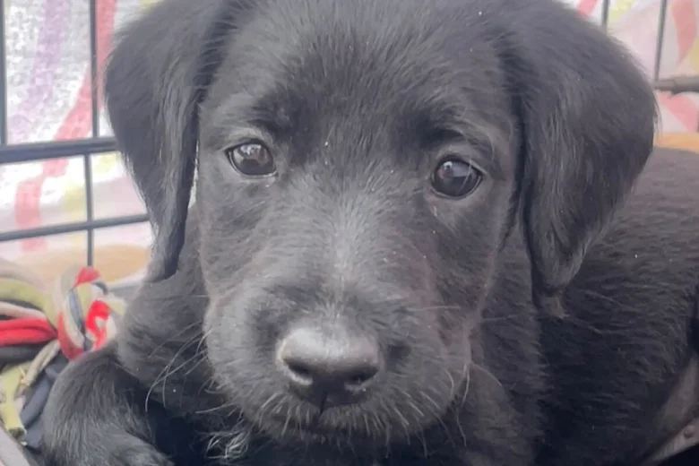 Labradoodle
