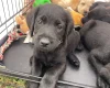 Labradoodle