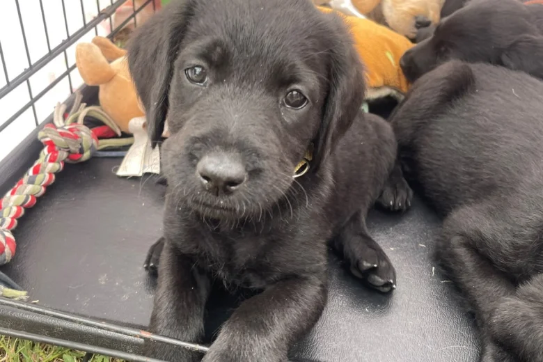 Labradoodle