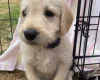Labradoodle