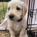 Labradoodle