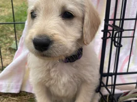 Labradoodle