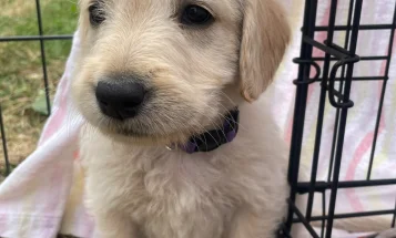 Labradoodle